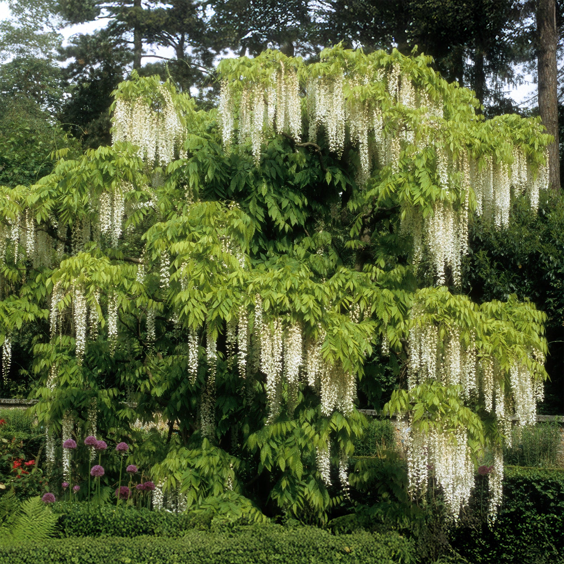 Gelb Blauregen Blumensamen zur Aussaat lang Blüte Saison Traditionssorte & ohne Gentechnik Samen Hausgarten