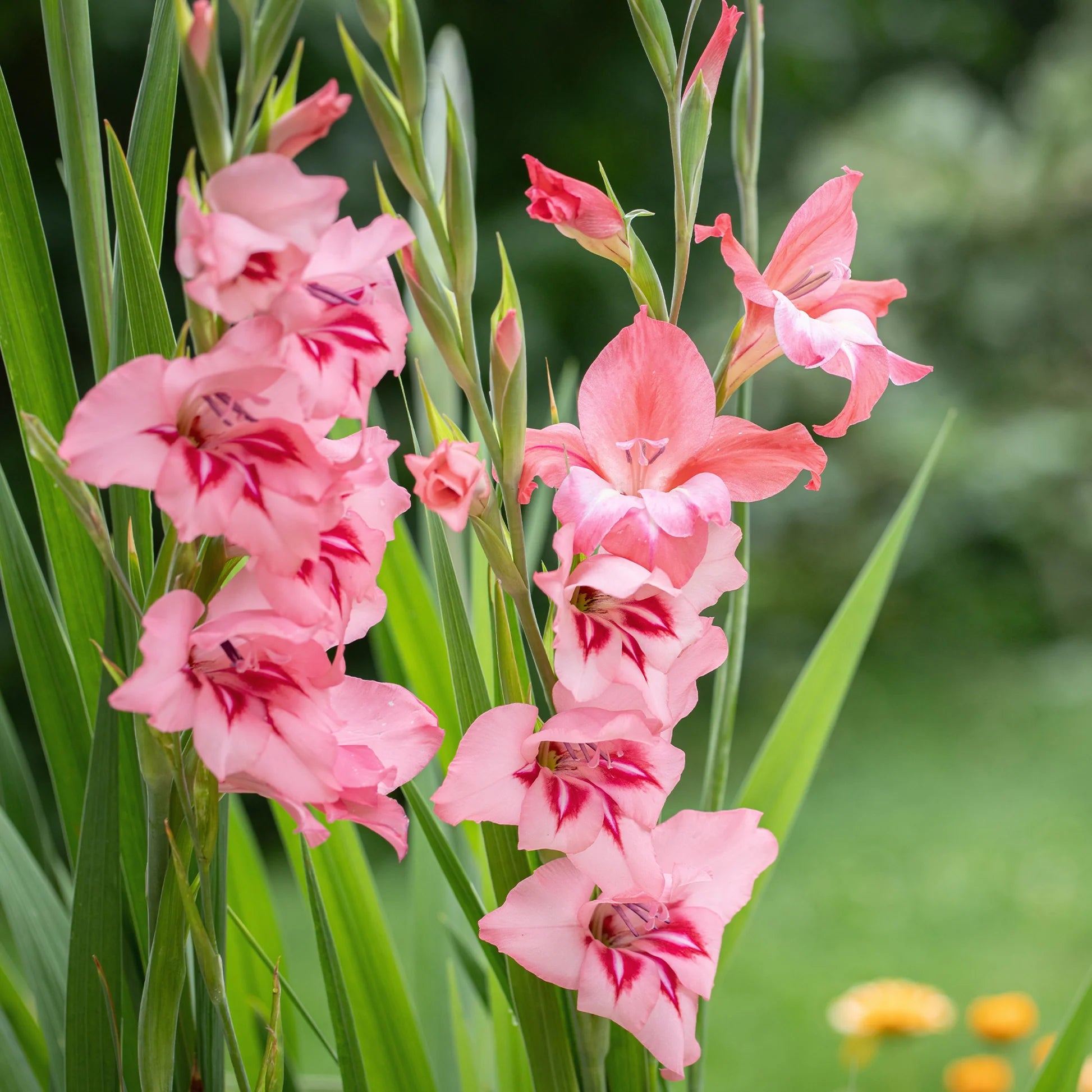 klein Rosa Rot Gladiole Blumensamen zur Aussaat lang Blüte Saison Traditionssorte & ohne Gentechnik Samen Hausgarten