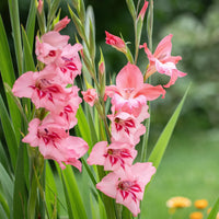 klein Rosa Rot Gladiole Blumensamen zur Aussaat lang Blüte Saison Traditionssorte & ohne Gentechnik Samen Hausgarten