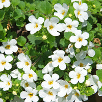 Weiß Bacopa Blumensamen zur Aussaat Bestäuber freundlich Traditionssorte & ohne Gentechnik Samen Hausgarten