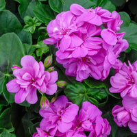 Lila Geranie Pelargonium Blumensamen zur Aussaat leuchtend Traditionssorte & ohne Gentechnik Samen Hausgarten