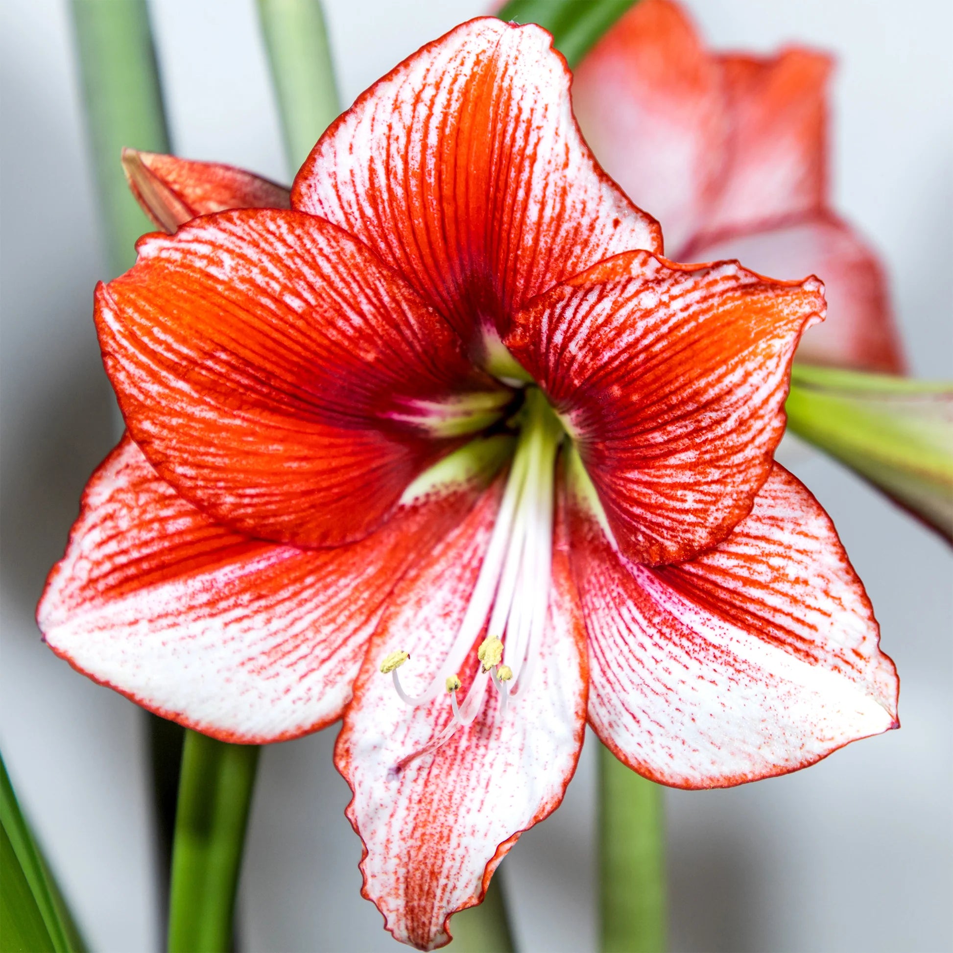 Weiß Orange Ritterstern Blumensamen zur Aussaat – leuchtend Blüten – Traditionssorte & ohne Gentechnik Samen Hausgarten