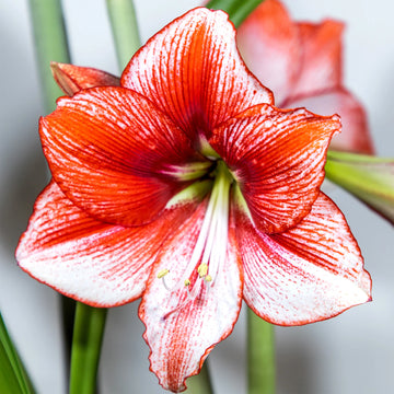Weiß Orange Ritterstern Blumensamen zur Aussaat – leuchtend Blüten – Traditionssorte & ohne Gentechnik Samen Hausgarten