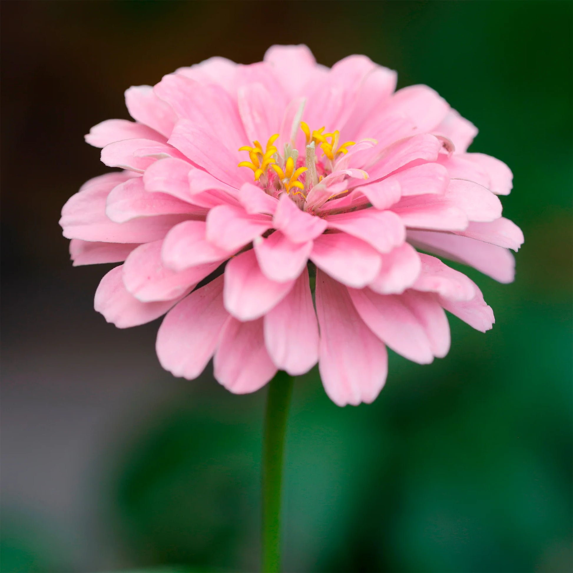 Rosa Zinnie Blumensamen zur Aussaat Bestäuber freundlich Traditionssorte & ohne Gentechnik Samen Hausgarten