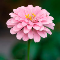 Rosa Zinnie Blumensamen zur Aussaat Bestäuber freundlich Traditionssorte & ohne Gentechnik Samen Hausgarten