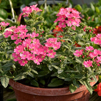 Eisenkraut Rosa Spiers Samen leuchtend Rosa Eisenkraut Blumen