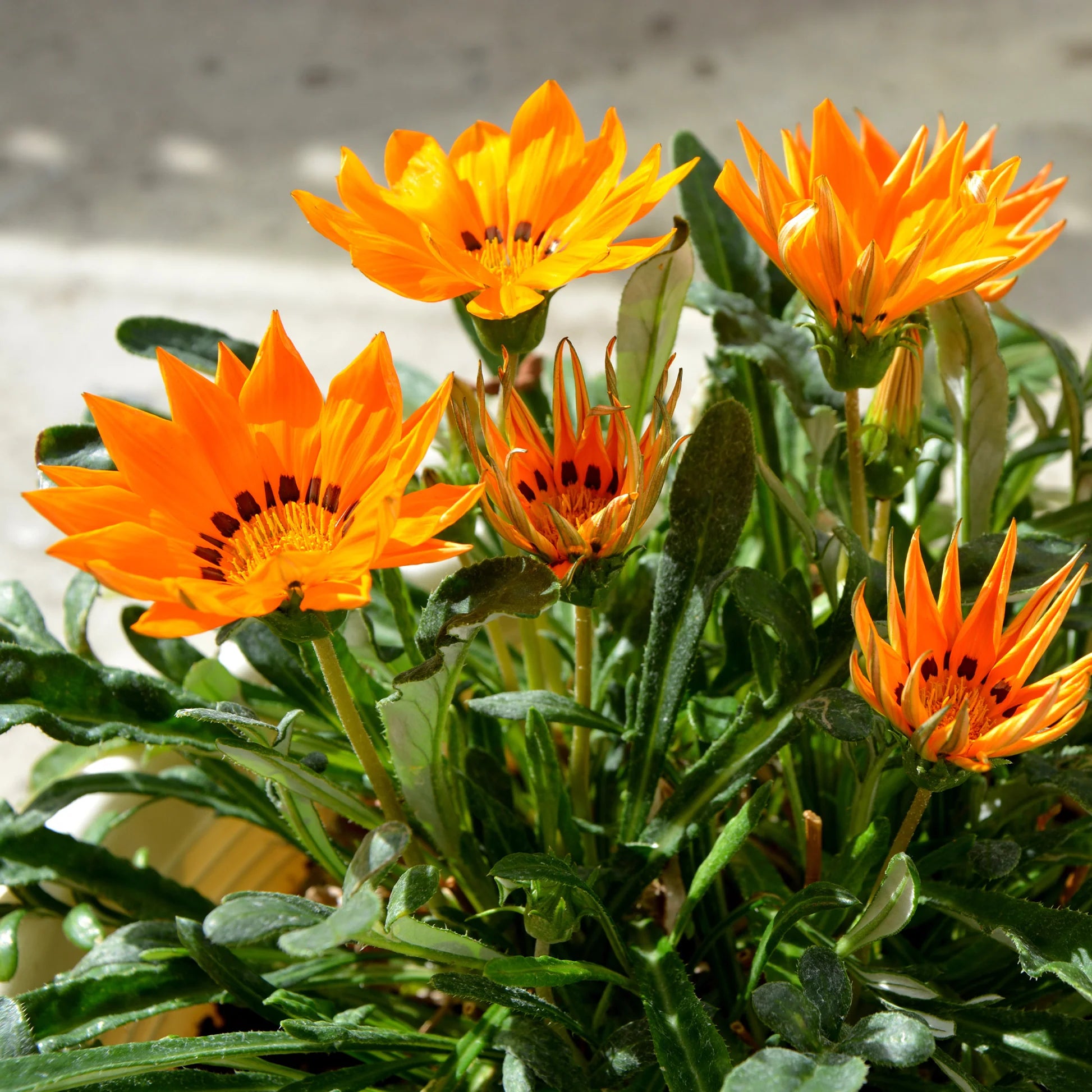 Mittagsgold Blumensamen zur Aussaat Drought verträglich Traditionssorte & ohne Gentechnik Samen Hausgarten