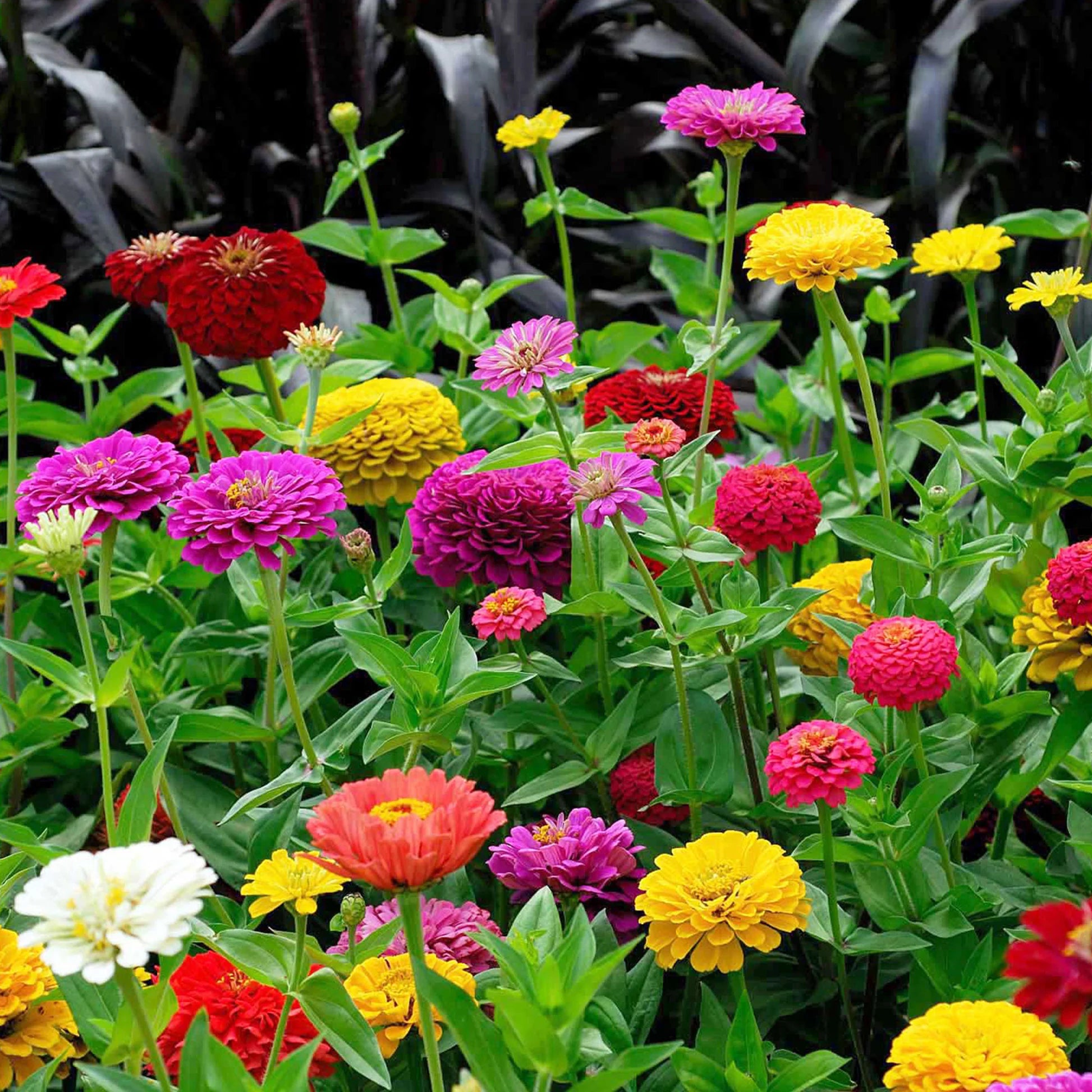 Zinnie Elegans Blumensamen zur Aussaat leuchtend Blüten Traditionssorte & ohne Gentechnik Samen Hausgarten