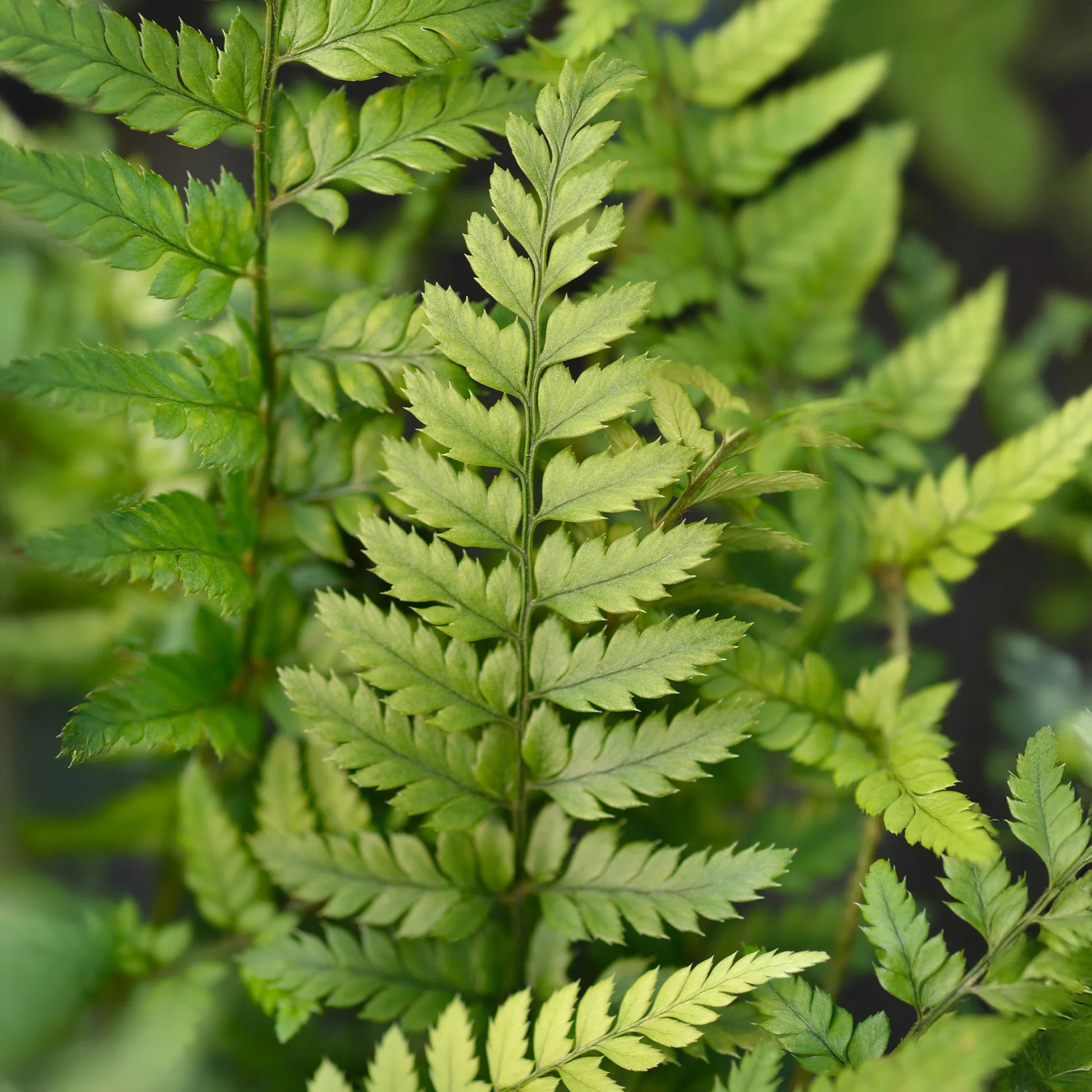 Grün Weiß Fern zur Aussaat robust Sorte Traditionssorte & ohne Gentechnik Samen Hausgarten