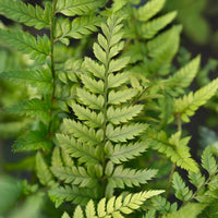 Grün Weiß Fern zur Aussaat robust Sorte Traditionssorte & ohne Gentechnik Samen Hausgarten