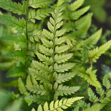 Grün Weiß Fern zur Aussaat robust Sorte Traditionssorte & ohne Gentechnik Samen Hausgarten