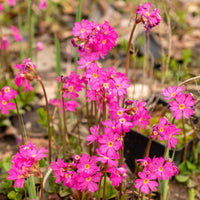 Himalayan Schlüsselblume Blumensamen zur Aussaat hochwertige Qualitäts- Traditionssorte & ohne Gentechnik Samen Hausgarten
