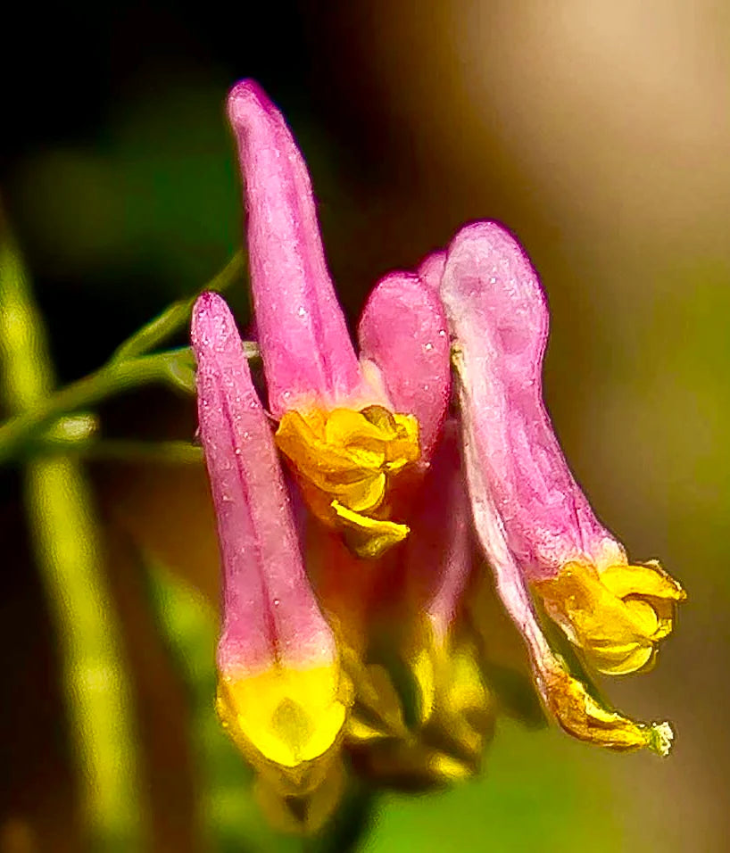 Rosa Stein Harlequin Blumensamen zur Aussaat saisonal Dauerblüher Traditionssorte & ohne Gentechnik Samen Hausgarten