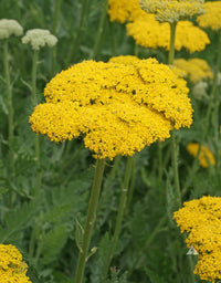 Colorado mehrjährig Blumensamen zur Aussaat – pflegeleicht – Traditionssorte & ohne Gentechnik Samen Hausgarten