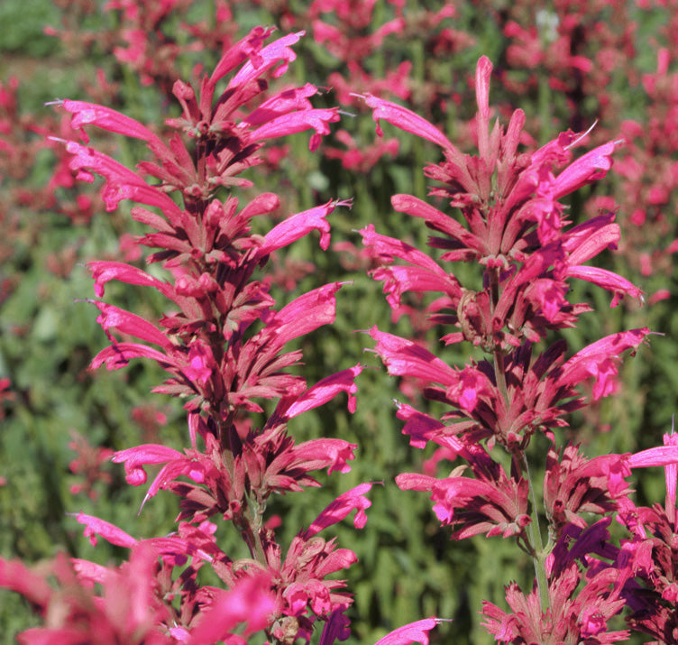 Agastache Cana Blumensamen – einzigartig Bodendecker exotisch Blüten