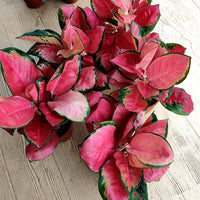 Gemischt Aglaonema Blumensamen zur Aussaat – hochwertige Qualitäts- – Traditionssorte & ohne Gentechnik Samen Hausgarten