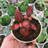 mehrfarbige Fittonia Blumensamen zur Aussaat – sonnenliebend – Traditionssorte & ohne Gentechnik Samen Hausgarten