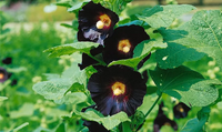 Schwarz Stockrose Blumensamen zur Aussaat – Bestäuber freundlich – Traditionssorte & ohne Gentechnik Samen Hausgarten