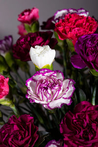 Gemischt Lisianthus Blumensamen zur Aussaat – Bestäuber freundlich – Traditionssorte & ohne Gentechnik Samen Hausgarten