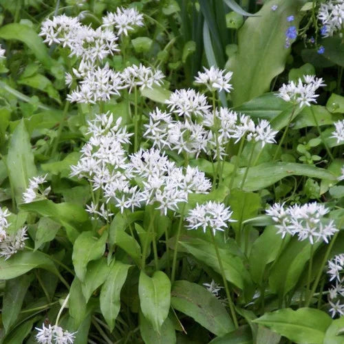 Ursinum Blumensamen zur Aussaat – duftend Blüten – Traditionssorte & ohne Gentechnik Samen Hausgarten