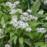 Ursinum Blumensamen zur Aussaat – duftend Blüten – Traditionssorte & ohne Gentechnik Samen Hausgarten