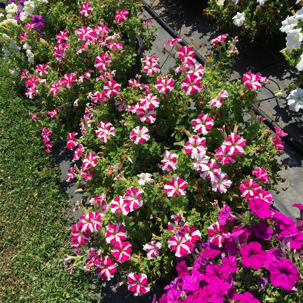 gefüllt Pelleted Petunie Blumensamen zur Aussaat Landhaus Garten wichtig Traditionssorte & ohne Gentechnik Samen Hausgarten
