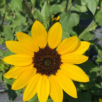 Gelb Helianthus Annus Blumensamen zur Aussaat
