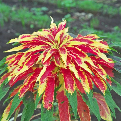 Rot Gelb Weihnachtsstern Blumensamen zur Aussaat – hochwertige Qualitäts- – Traditionssorte & ohne Gentechnik Samen Hausgarten