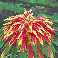 Rot Gelb Weihnachtsstern Blumensamen zur Aussaat – hochwertige Qualitäts- – Traditionssorte & ohne Gentechnik Samen Hausgarten