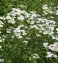 Weiß Achillea Blumensamen zur Aussaat kompakt Wuchs Traditionssorte & ohne Gentechnik Samen Hausgarten