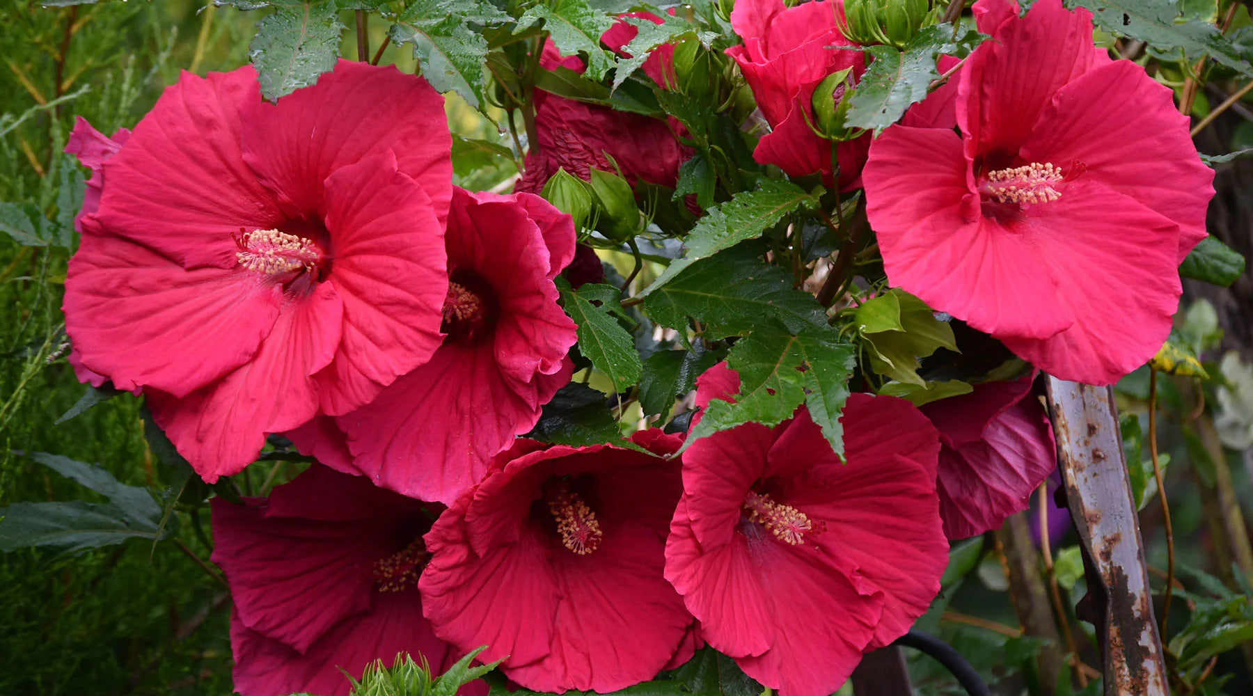 Bordeaux Hibiskus Blumensamen zur Aussaat – leuchtend – Traditionssorte & ohne Gentechnik Samen Hausgarten