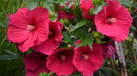 Bordeaux Hibiskus Blumensamen zur Aussaat – leuchtend – Traditionssorte & ohne Gentechnik Samen Hausgarten