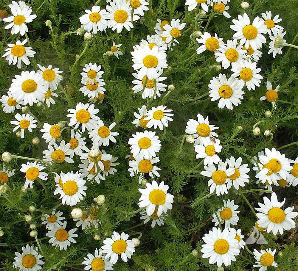 Chamaemelum Blumensamen zur Aussaat – Bestäuber freundlich – Traditionssorte & ohne Gentechnik Samen Hausgarten