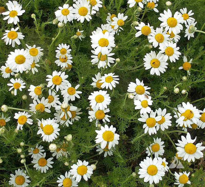 Chamaemelum Blumensamen zur Aussaat – Bestäuber freundlich – Traditionssorte & ohne Gentechnik Samen Hausgarten