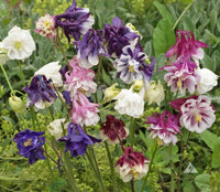Akelei Columbine Blumensamen zur Aussaat leuchtend Traditionssorte & ohne Gentechnik Samen Hausgarten