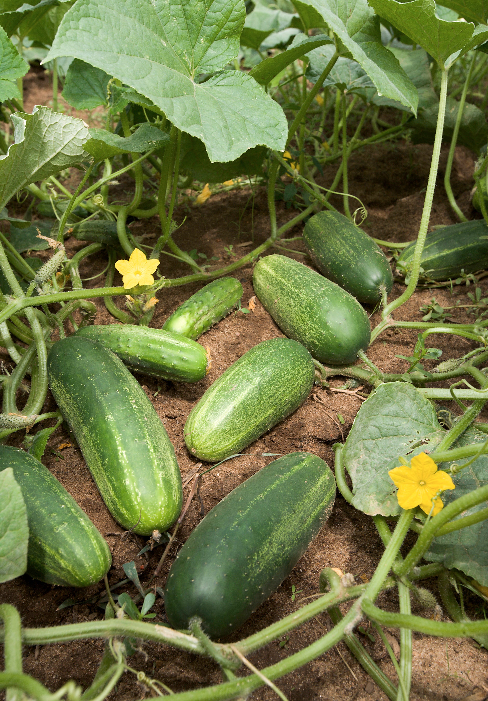 Cucumber Gemüsesamen für einfache Aussaat