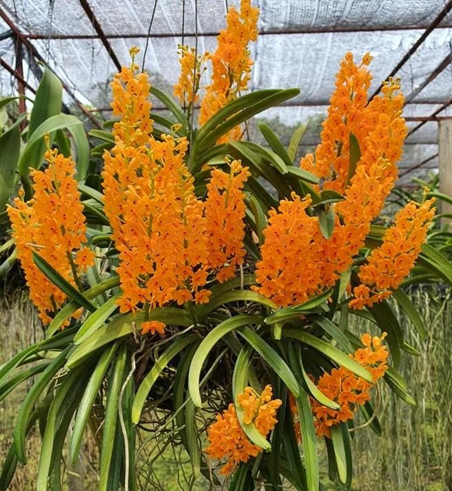 Orange Ascocentrum Blumensamen zur Aussaat – Bestäuber freundlich – Traditionssorte & ohne Gentechnik Samen Hausgarten