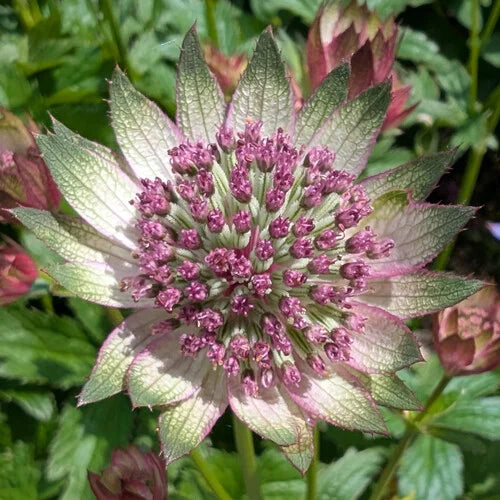 Kastanienrot Astrantia Blumensamen zur Aussaat – hochwertige Traditionssorte – ohne Gentechnik – Keimung biologisch Garten Samen