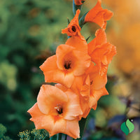 Gladiole Blumensamen zur Aussaat Bestäuber freundlich Traditionssorte & ohne Gentechnik Samen Hausgarten