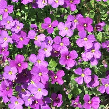 Lila cascading blume samen for anpflanzung bright blooms heirloom & gmo free samen for home garten 
 
 sale samen for home garten anpflanzung