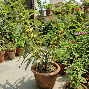 Amla Samen Phyllanthus emblica