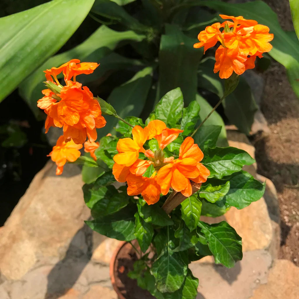 Crossandra Semi Blumensamen Aussaat Leitfaden leuchtend Blüten und üppig Greenery
