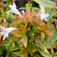 Rot Abelia Blumensamen zur Aussaat Drought verträglich Traditionssorte & ohne Gentechnik Samen Hausgarten