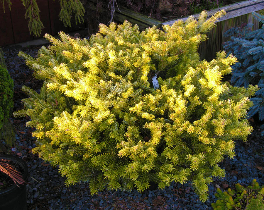 Abies Koreana Blumensamen zur Aussaat – Halbschatten verträglich – Traditionssorte & ohne Gentechnik Samen Hausgarten