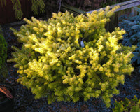 Abies Koreana Blumensamen zur Aussaat – Halbschatten verträglich – Traditionssorte & ohne Gentechnik Samen Hausgarten