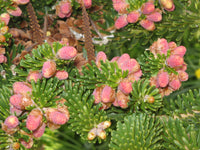 Abies Koreana Blumensamen zur Aussaat – Halbschatten verträglich – Traditionssorte & ohne Gentechnik Samen Hausgarten
