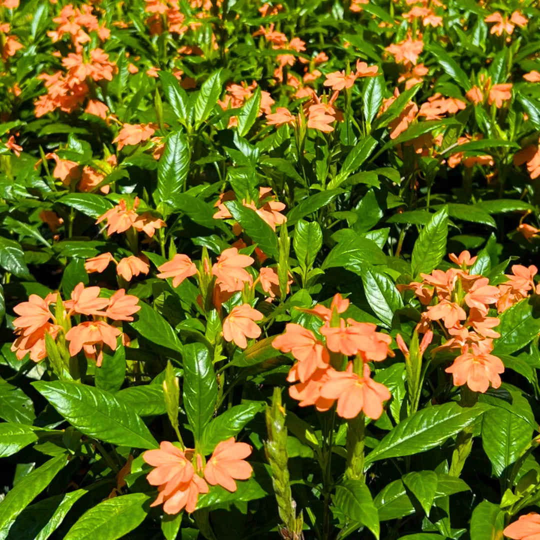 Firecracker Blumensamen zur Aussaat – leuchtend – Traditionssorte & ohne Gentechnik Samen Hausgarten
