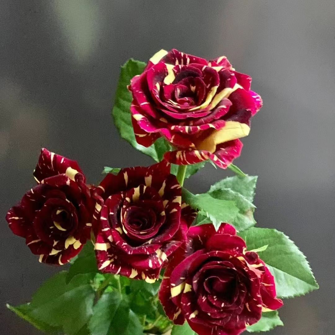 Gelb Kastanienrot Rose Blumensamen zur Aussaat Halbschatten verträglich Traditionssorte & ohne Gentechnik Samen Hausgarten