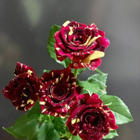 Gelb Kastanienrot Rose Blumensamen zur Aussaat Halbschatten verträglich Traditionssorte & ohne Gentechnik Samen Hausgarten