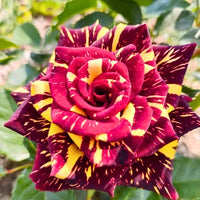Rot Creme Rose Blumensamen zur Aussaat – farbenfroh Schau – Traditionssorte & ohne Gentechnik Samen Hausgarten